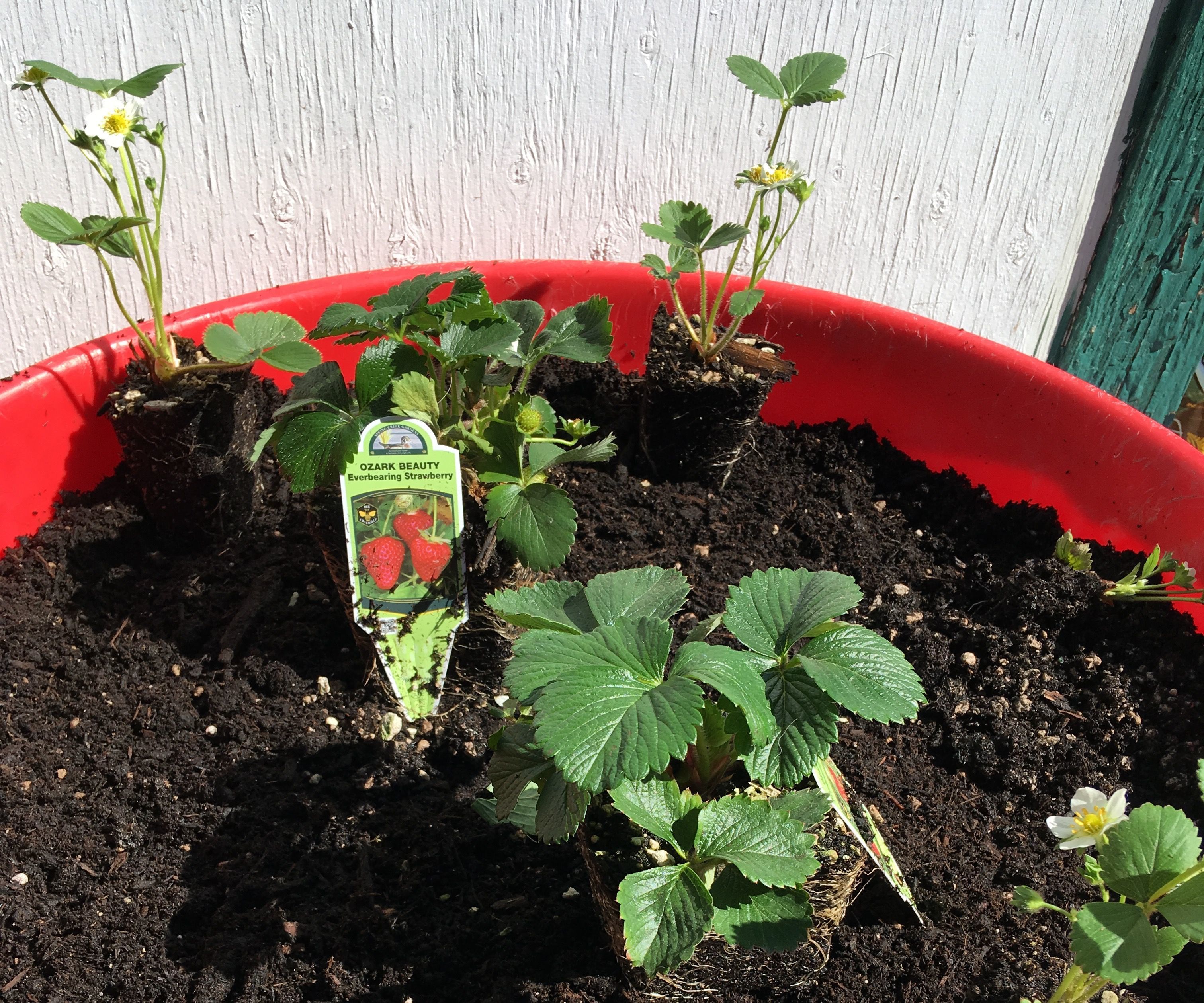 Container Gardening - Strawberries