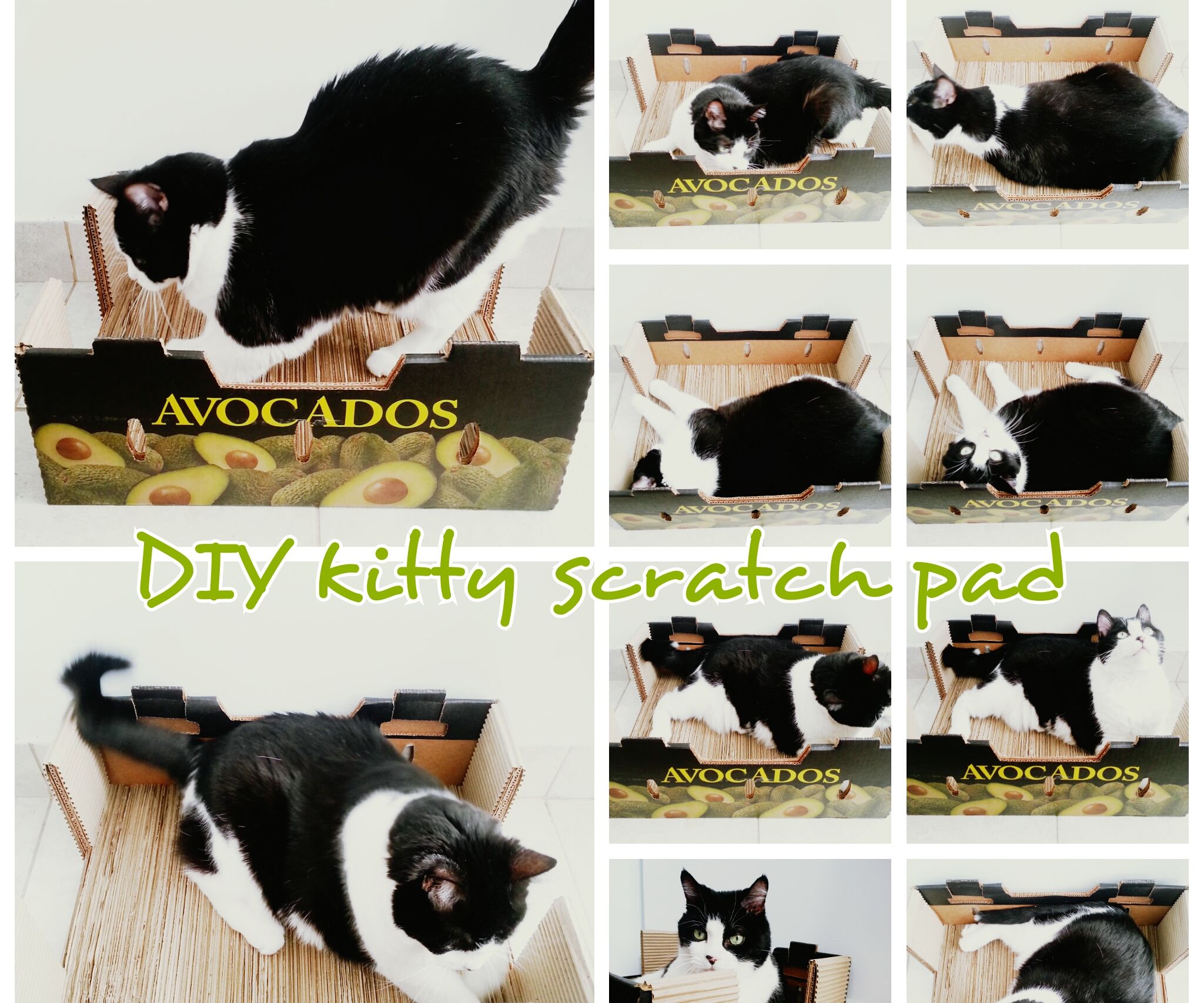 DIY Cardboard Cat Scratch Pad Upcycled Produce Box