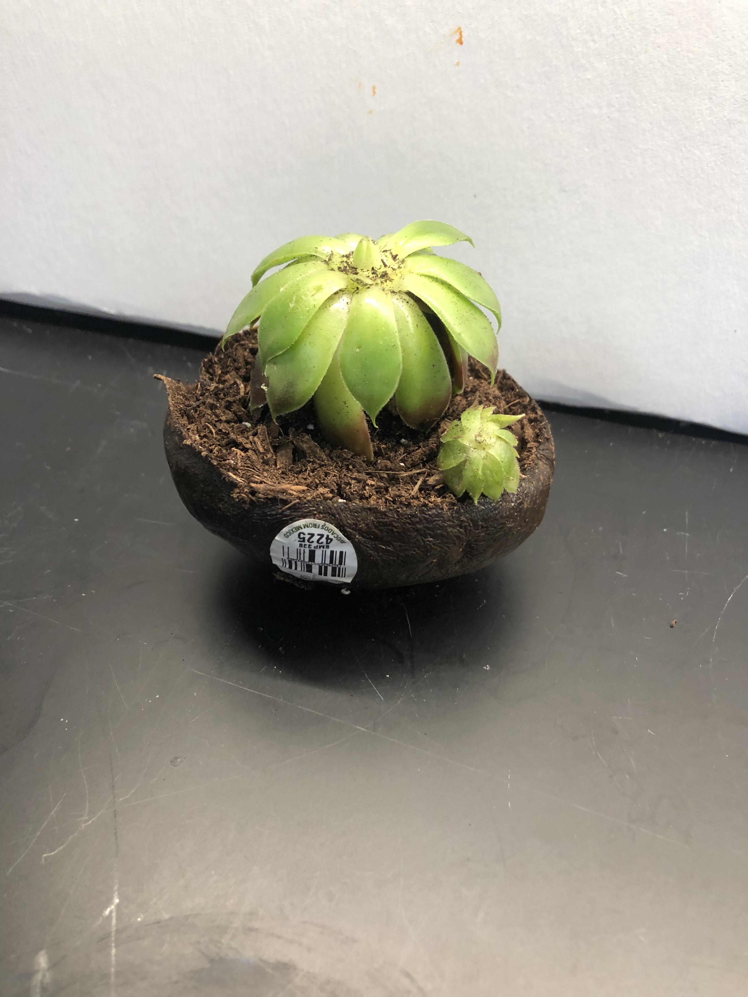 Avocado Planter 