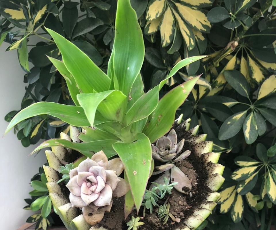 Watermelon Planter