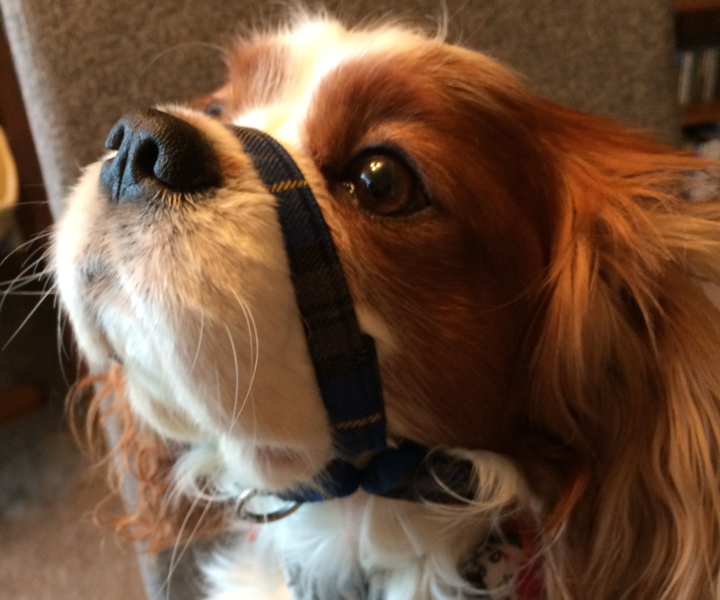 Head Halter for Dogs