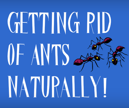 How to Get Rid of Tiny Black Ants in the House