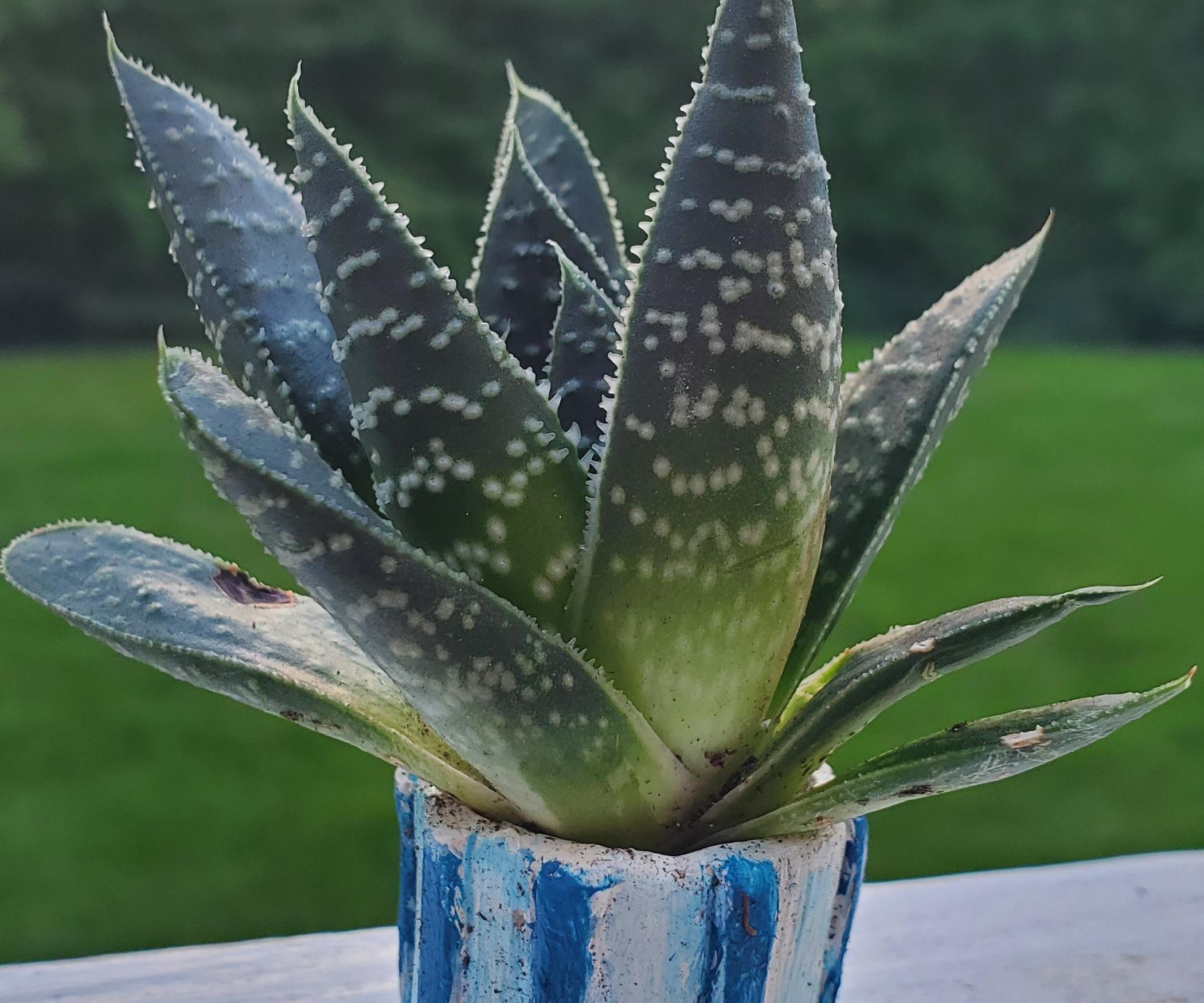Mini Cactus Planter