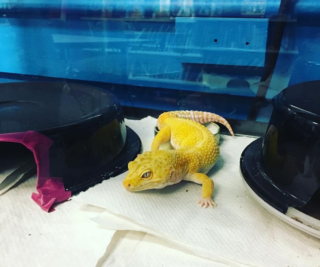 Leopard Gecko Habitat