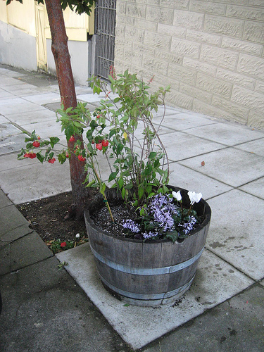 How to Plant Flowers on Your Sidewalk