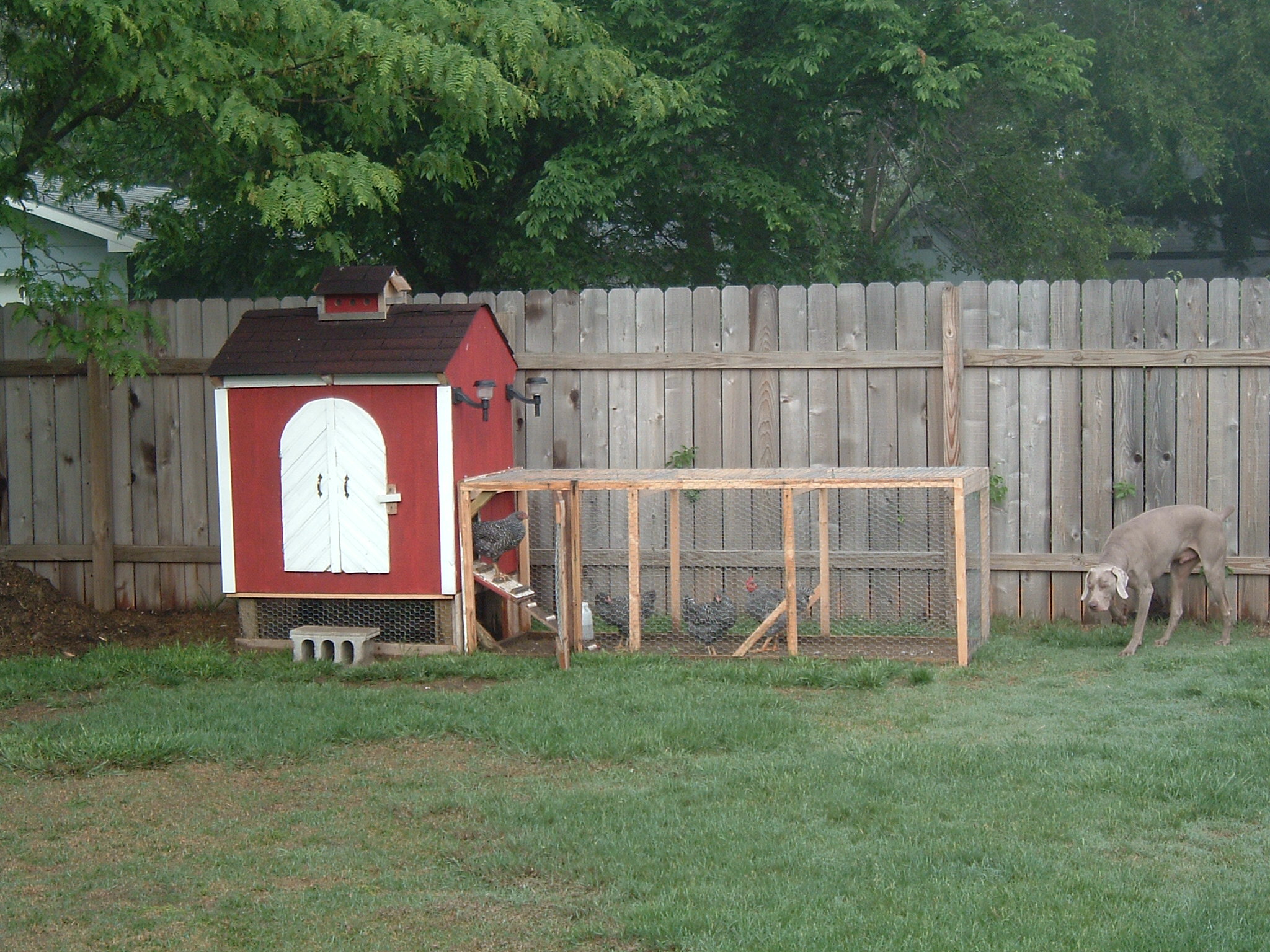 Backyard Chicken Coop