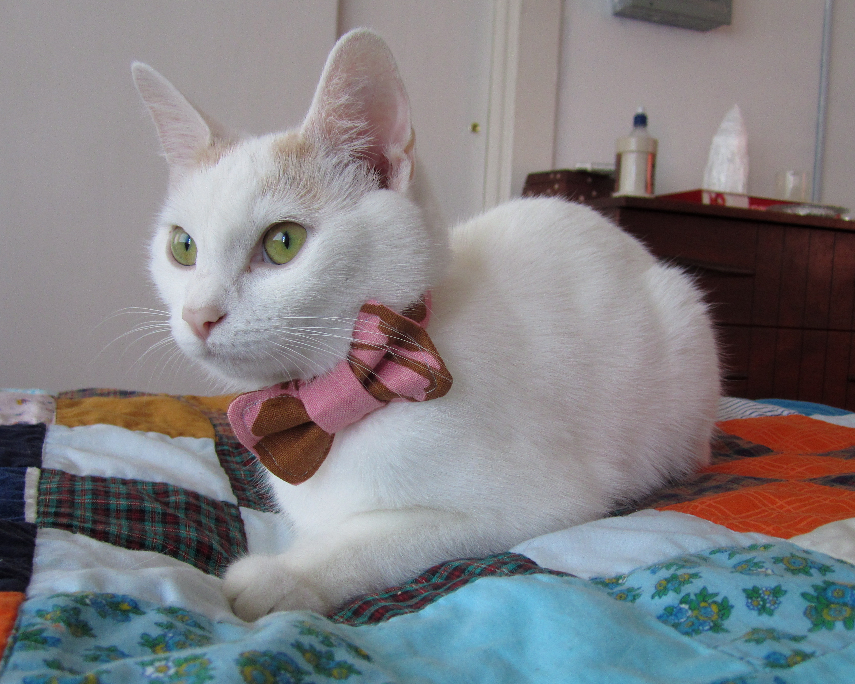 Cat Bow Tie + Pattern