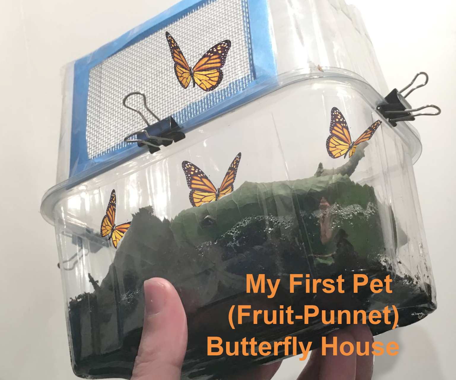 My First Pet: Caterpillar - Butterfly House (Up-Cycle 2 Fruit Punnets)