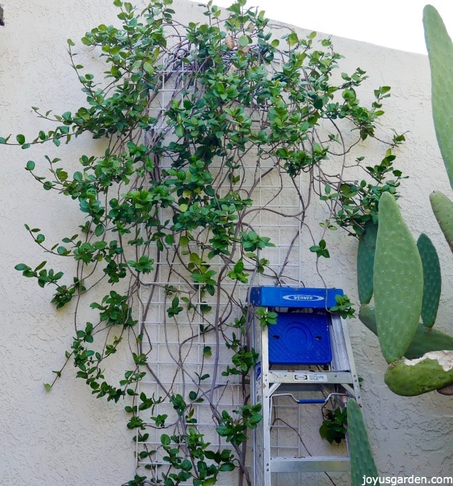 Star-Jasmine-vine-growing-against-a-white-wall-A-metal-ladder-leans-against-the-wall-next-to-a-large-cactus.jpg