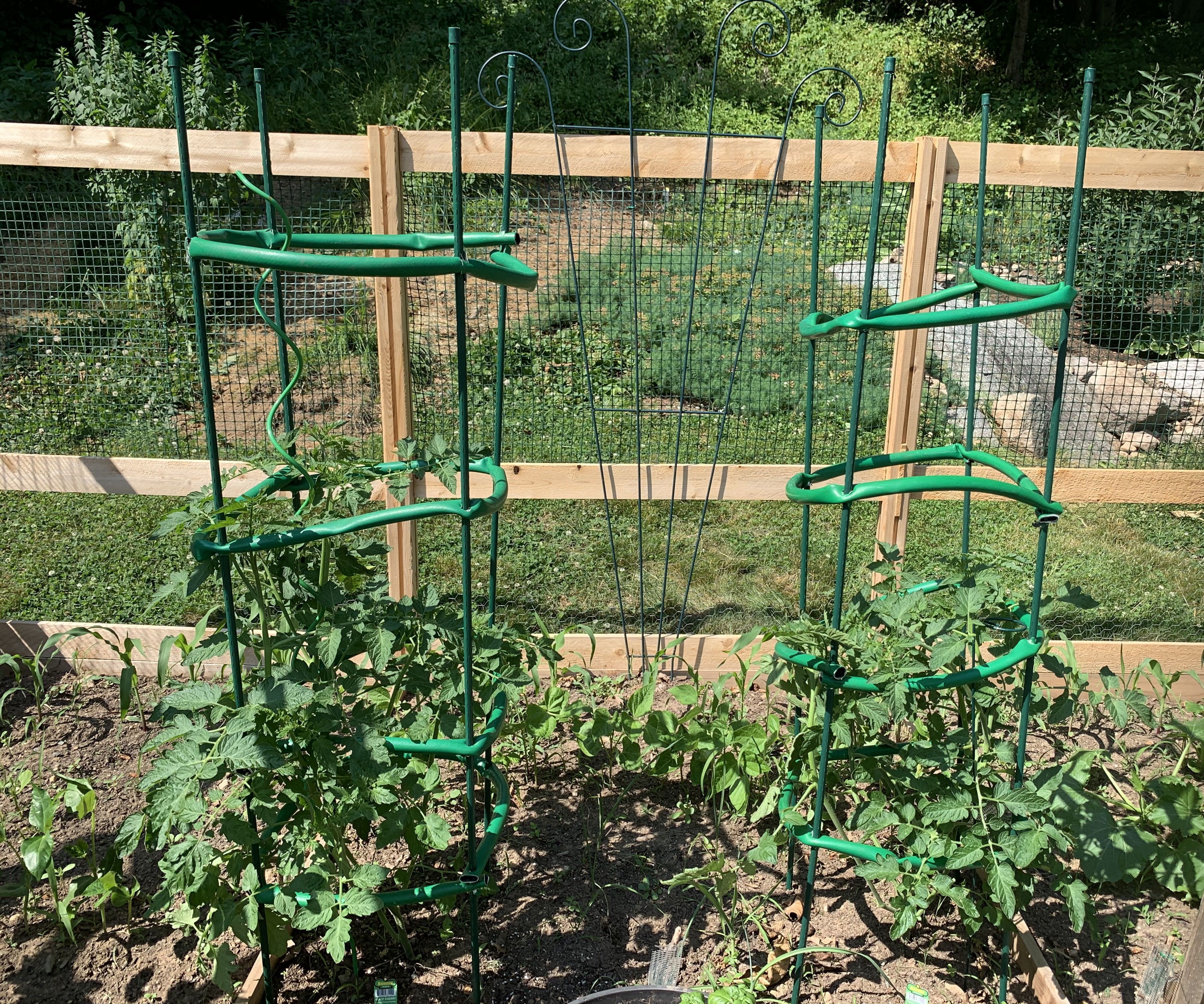Tomato Cages From an Old Garden Hose