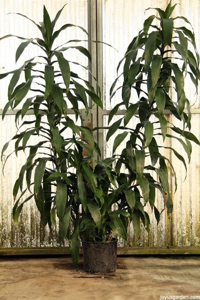 Big-and-bushy-Dracaena-Janet-Craig-with-two-stalks-this-plant-is-7-feet-tall-and-has-long-glossy-leaves.jpg