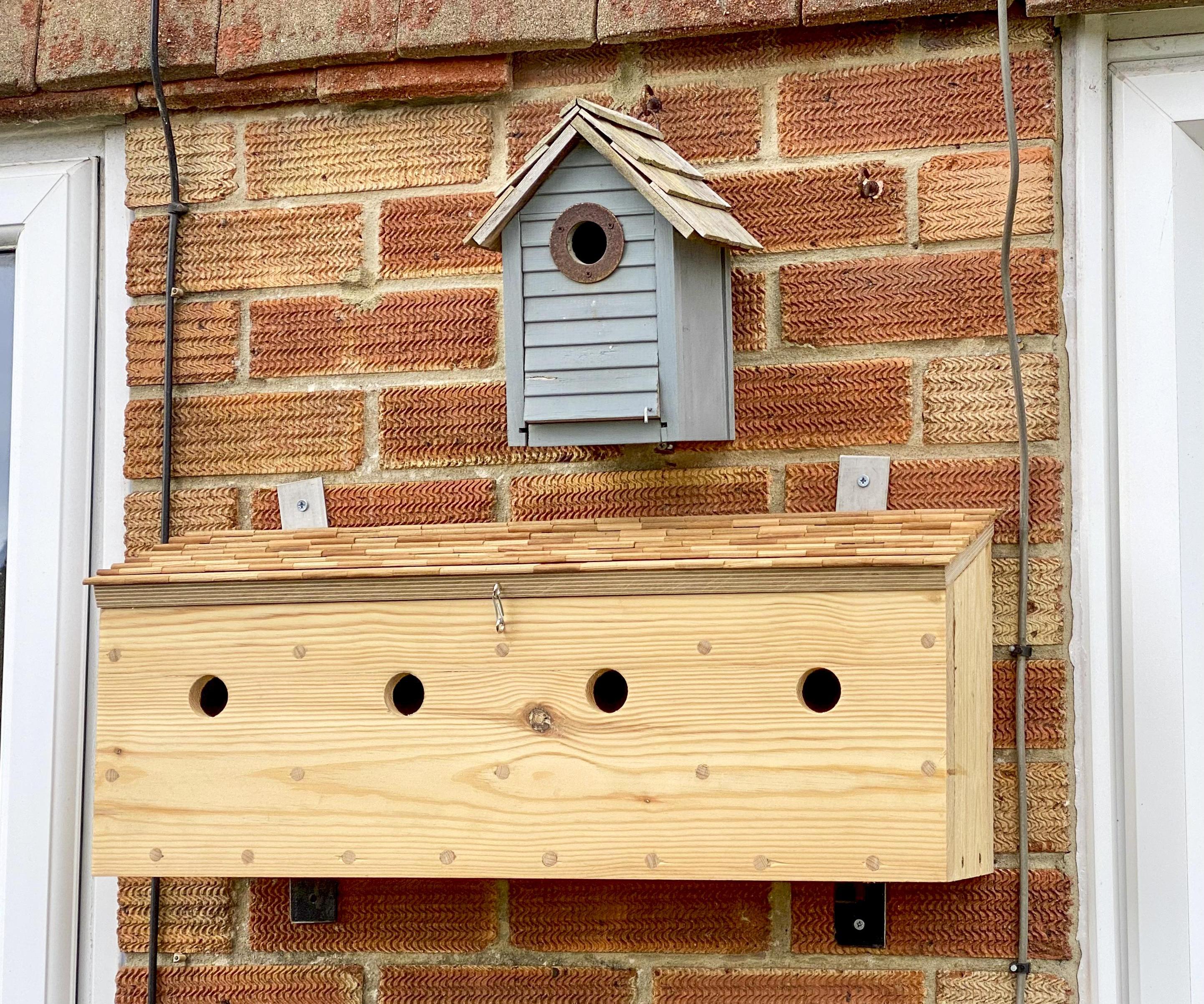 🐦 House Sparrow 🐦 Bird Box Terrace 🐦