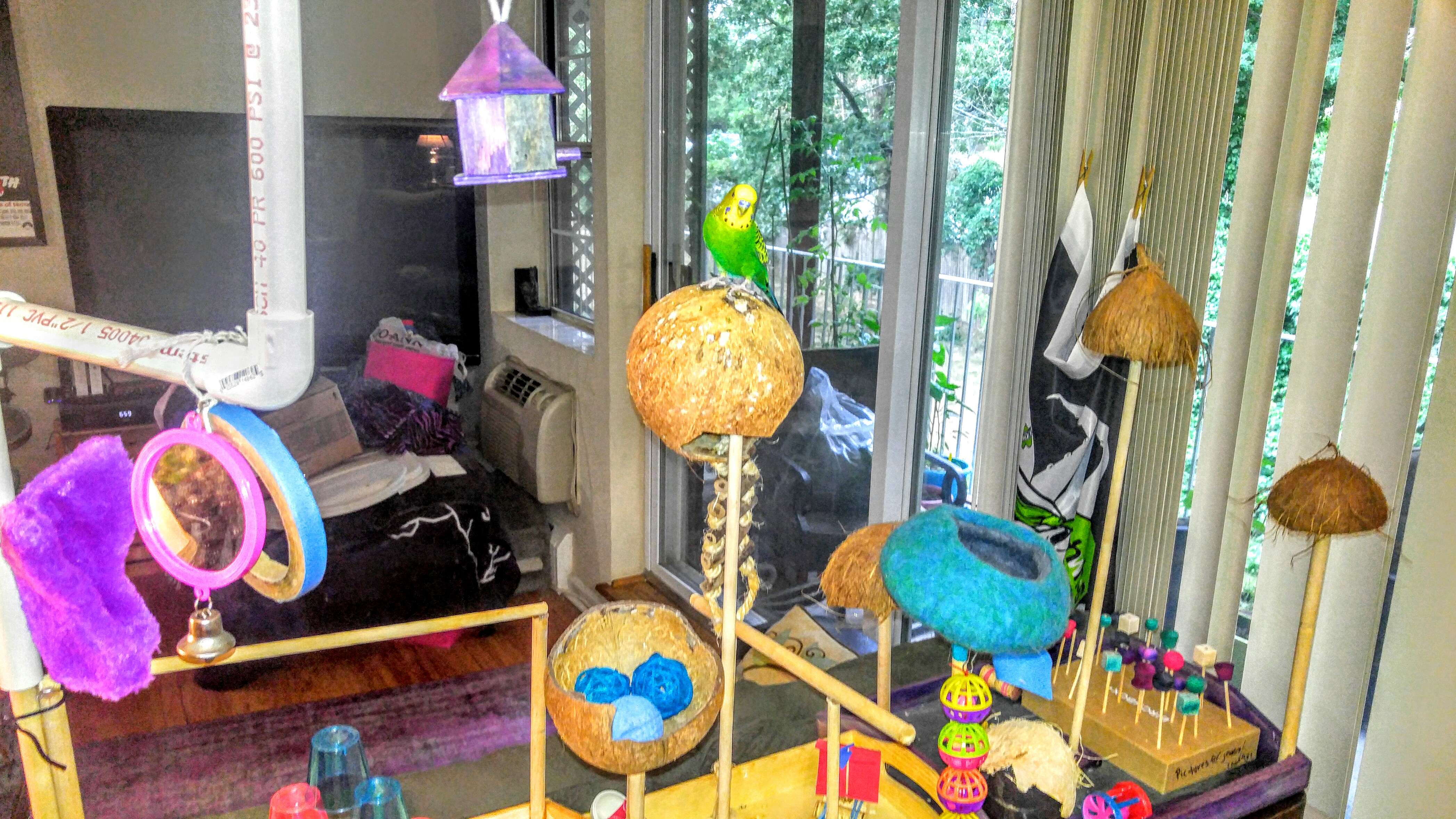 Parakeet Playground