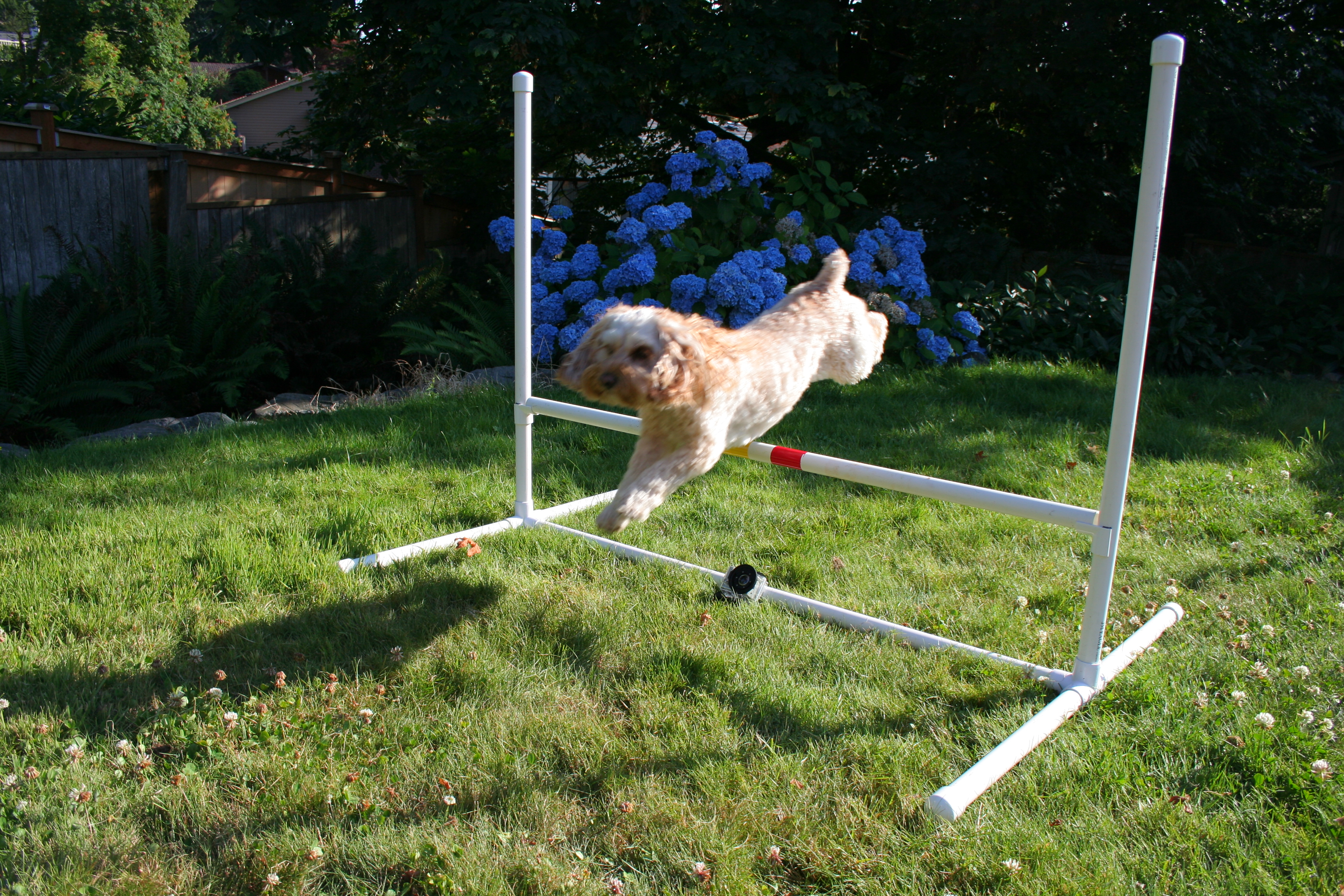 Dog Agility Jump