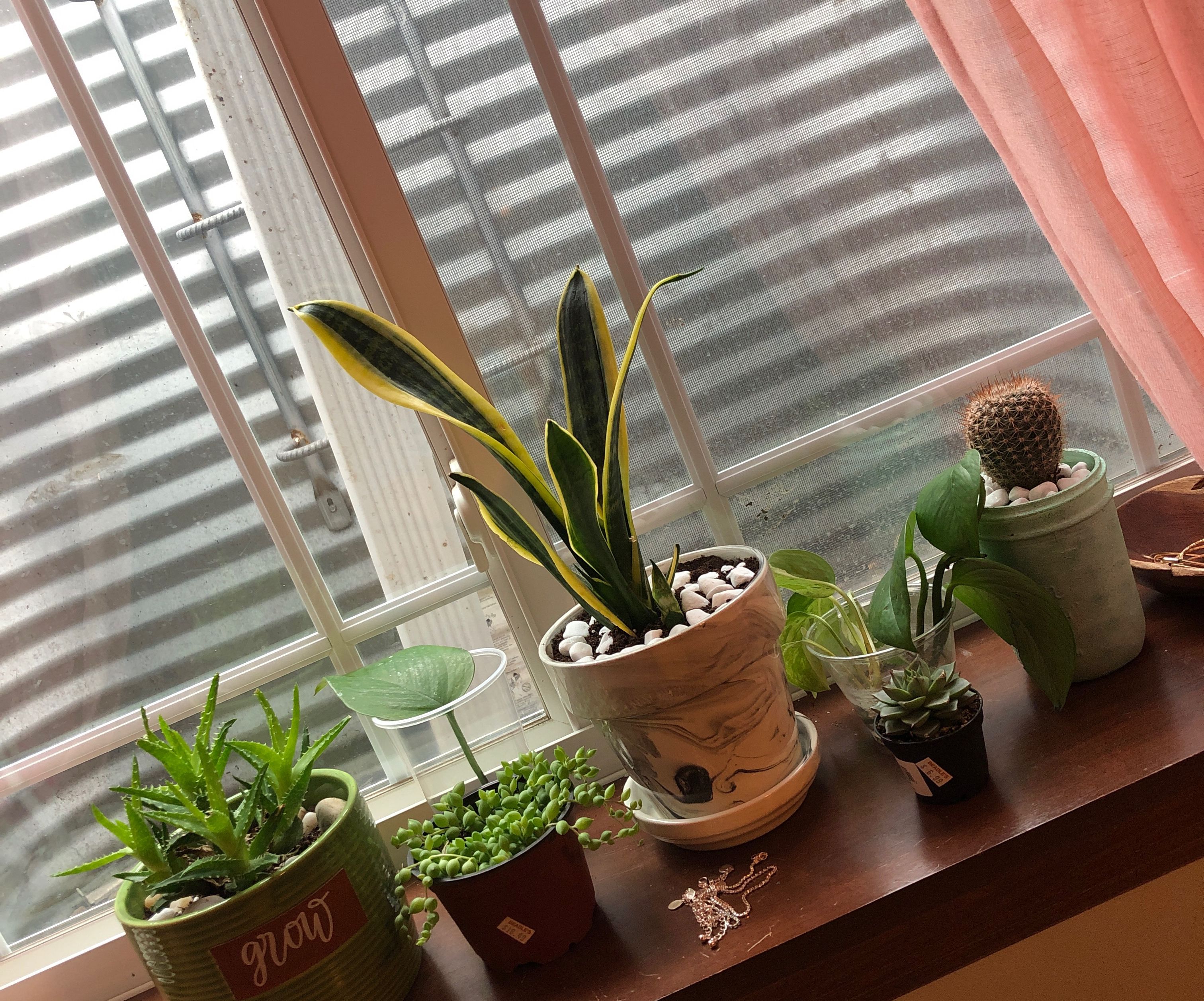 How to Pot Your Plant