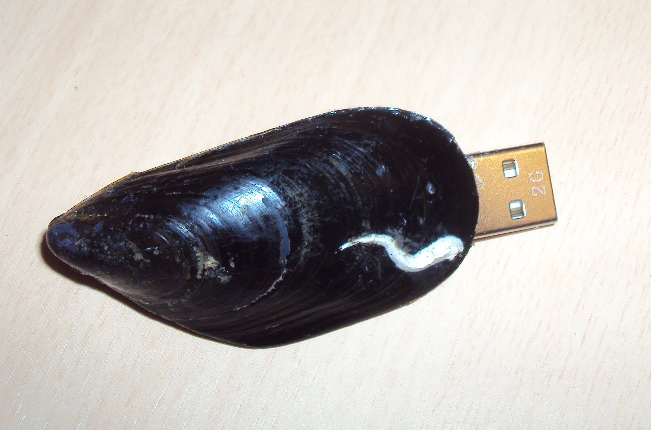 mussel usb