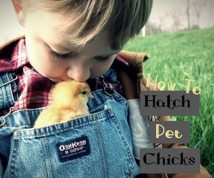 How to Hatch Pet Chicks (For Beginners!)
