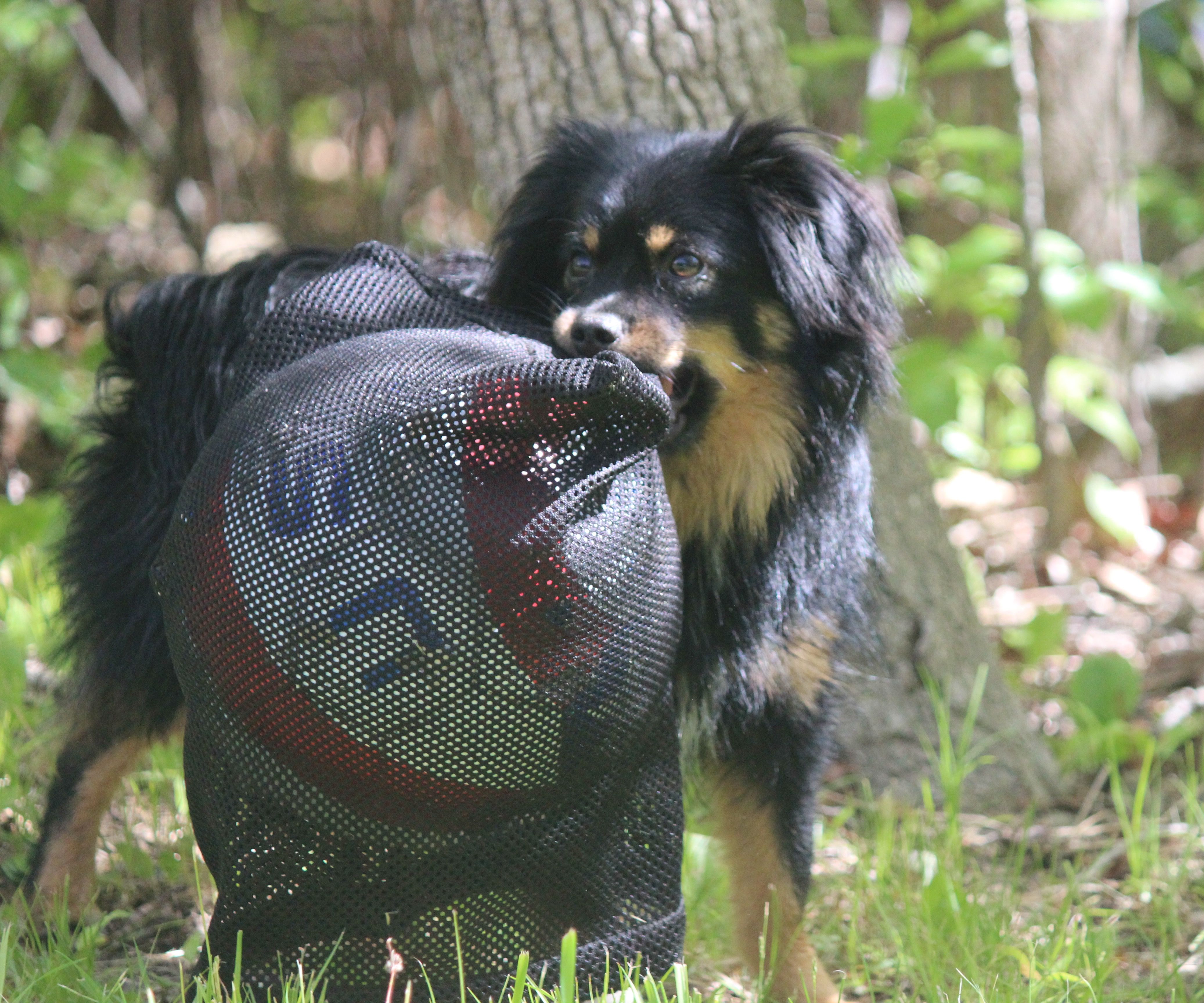 Life Hack: Soccer Ball Dog Toy