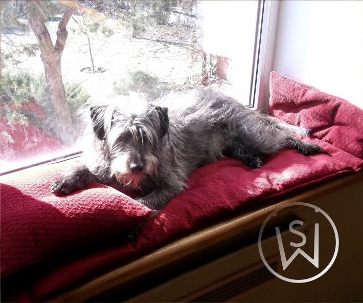 Window Board Dog Bed ...For A Dog
