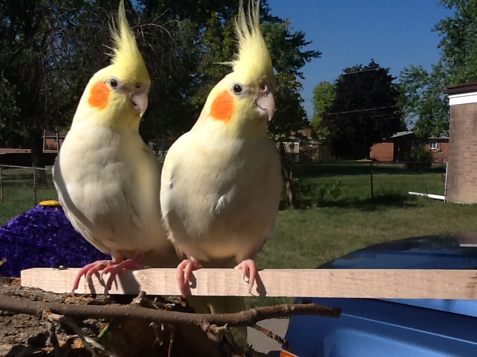 Log Into a Bowl Part 2 Then Into a Bird Seed Dish...