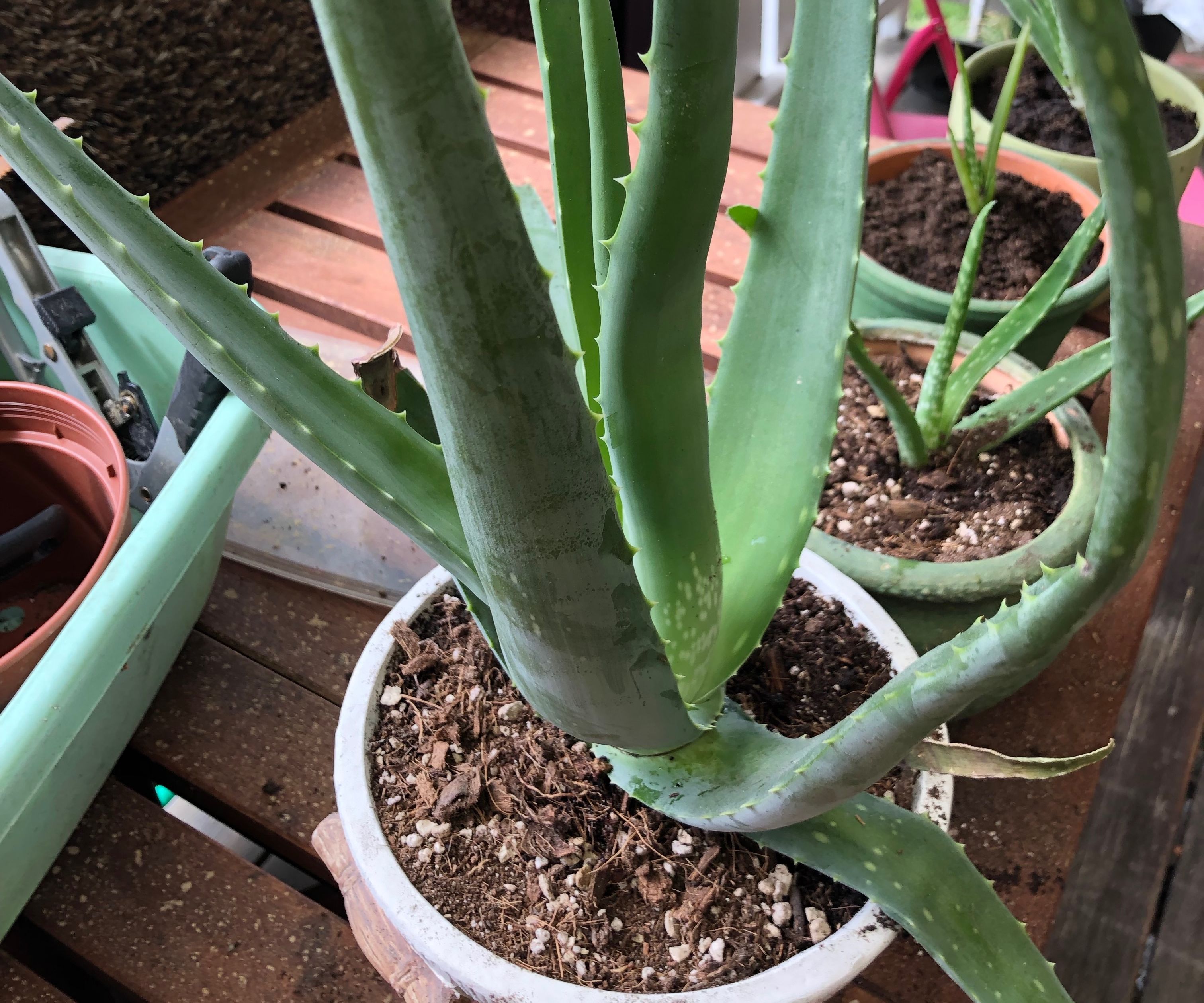 Moving My Aloe Vera Plants.