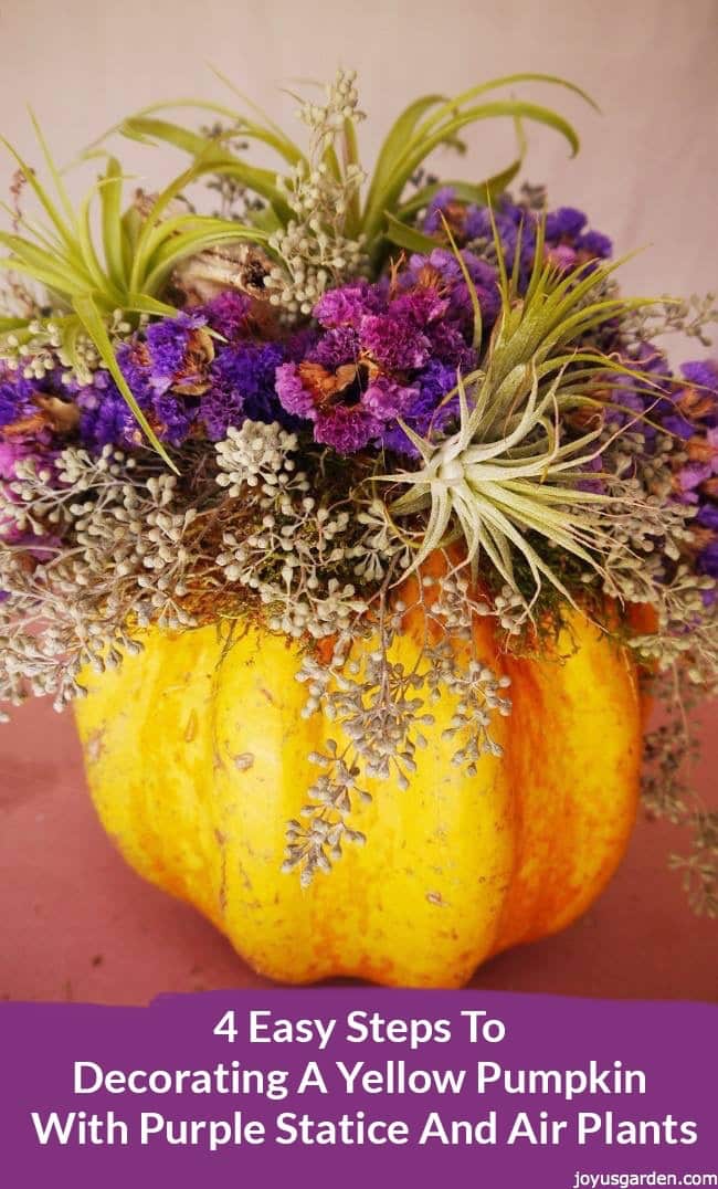 A-yellow-pumpkin-decorated-with-air-plants-at-the-bottom-it-reads-Decorating-A-Yellow-Pumpkin-With-Purple-Statice-And-Air-Plants (1).jpg