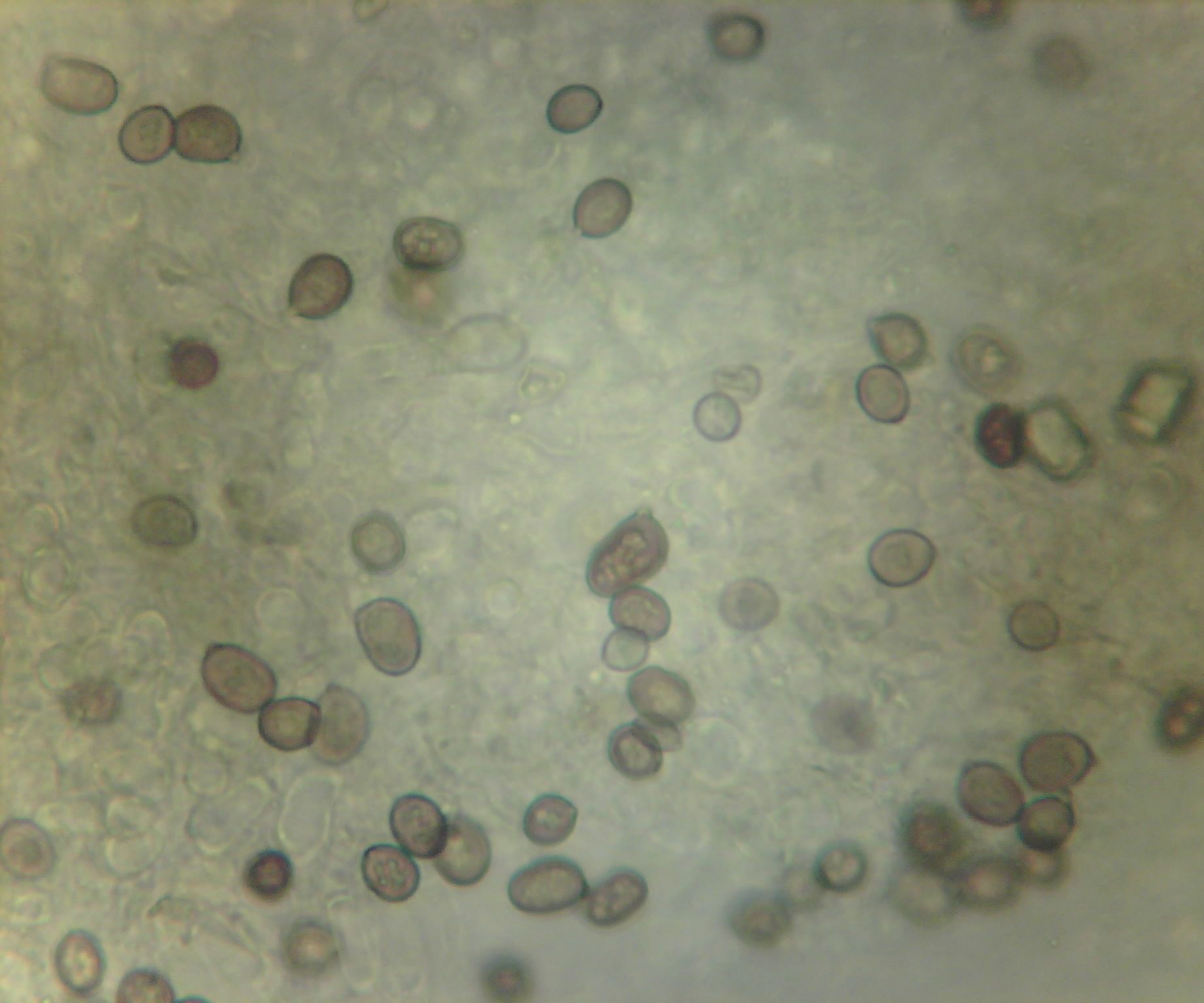 Comparison of Spore Lengths in Crimini and White Button Mushrooms