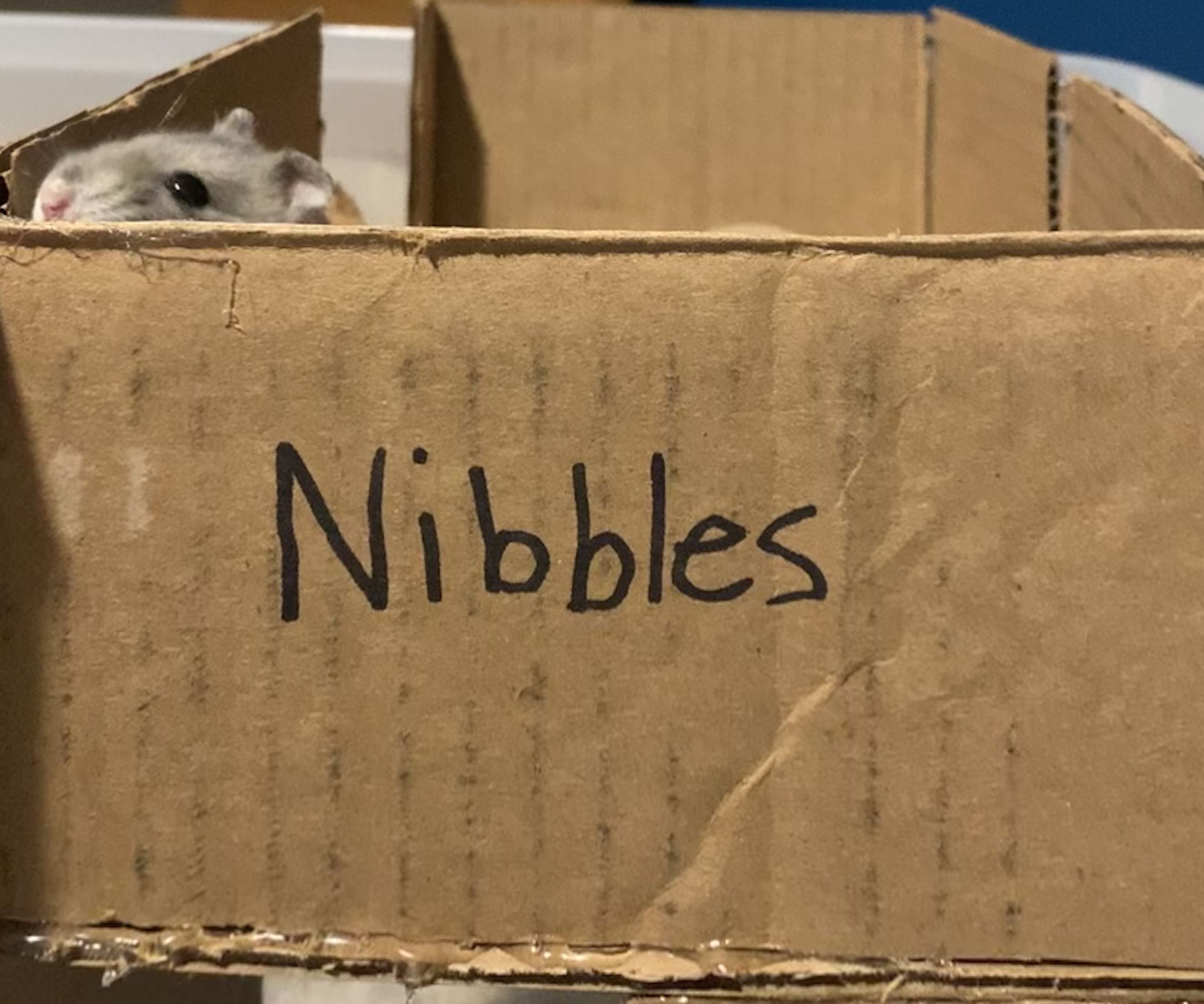 Ultimate Hamster Playground
