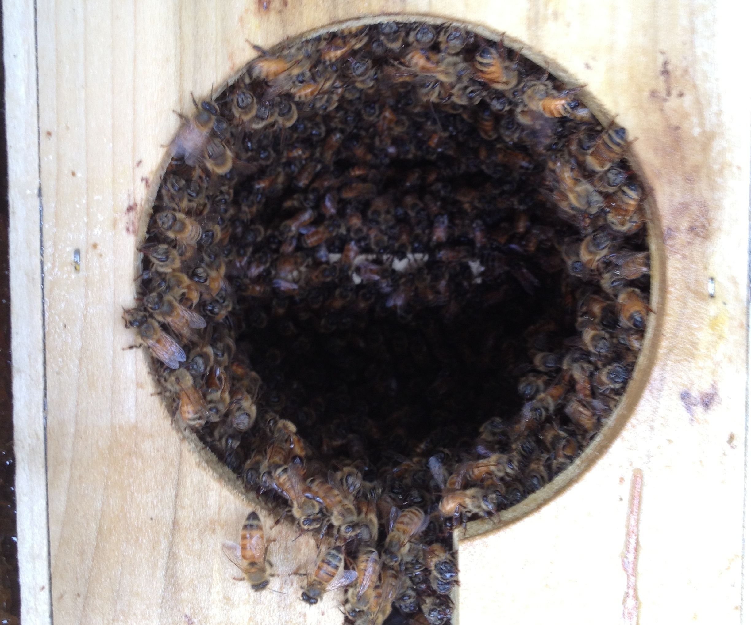 Hive/Install a Bee Colony From a Package