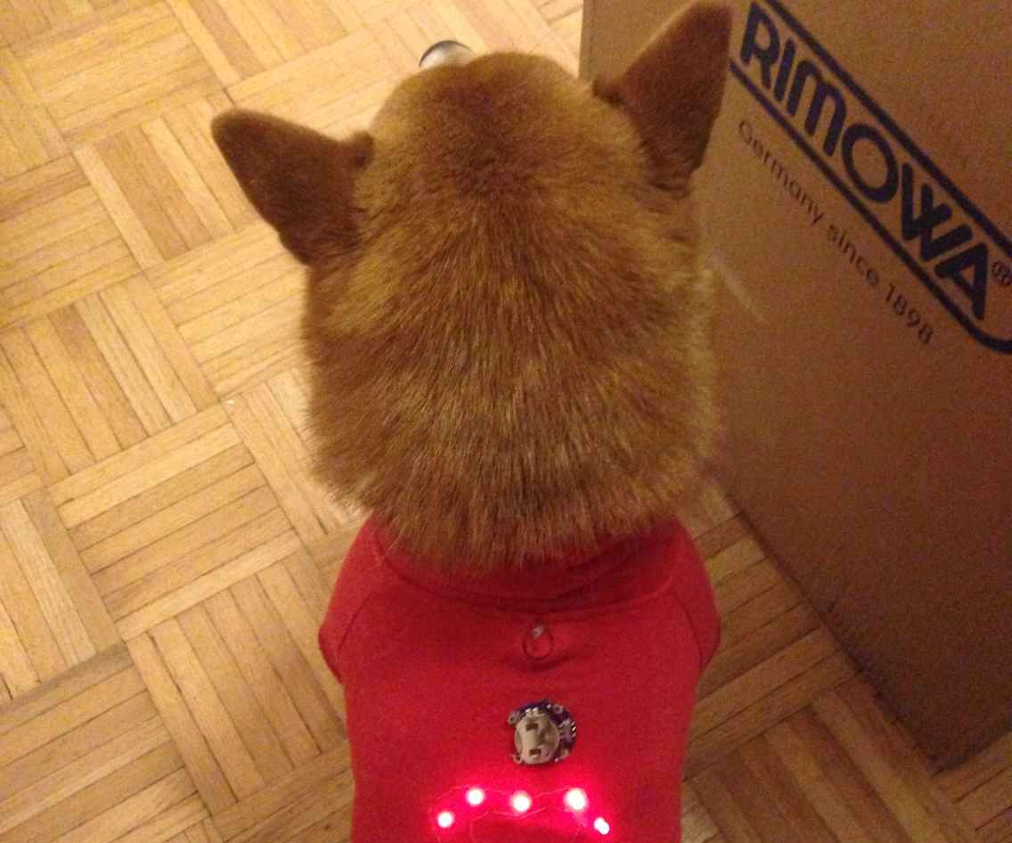 A light up pet hoodie