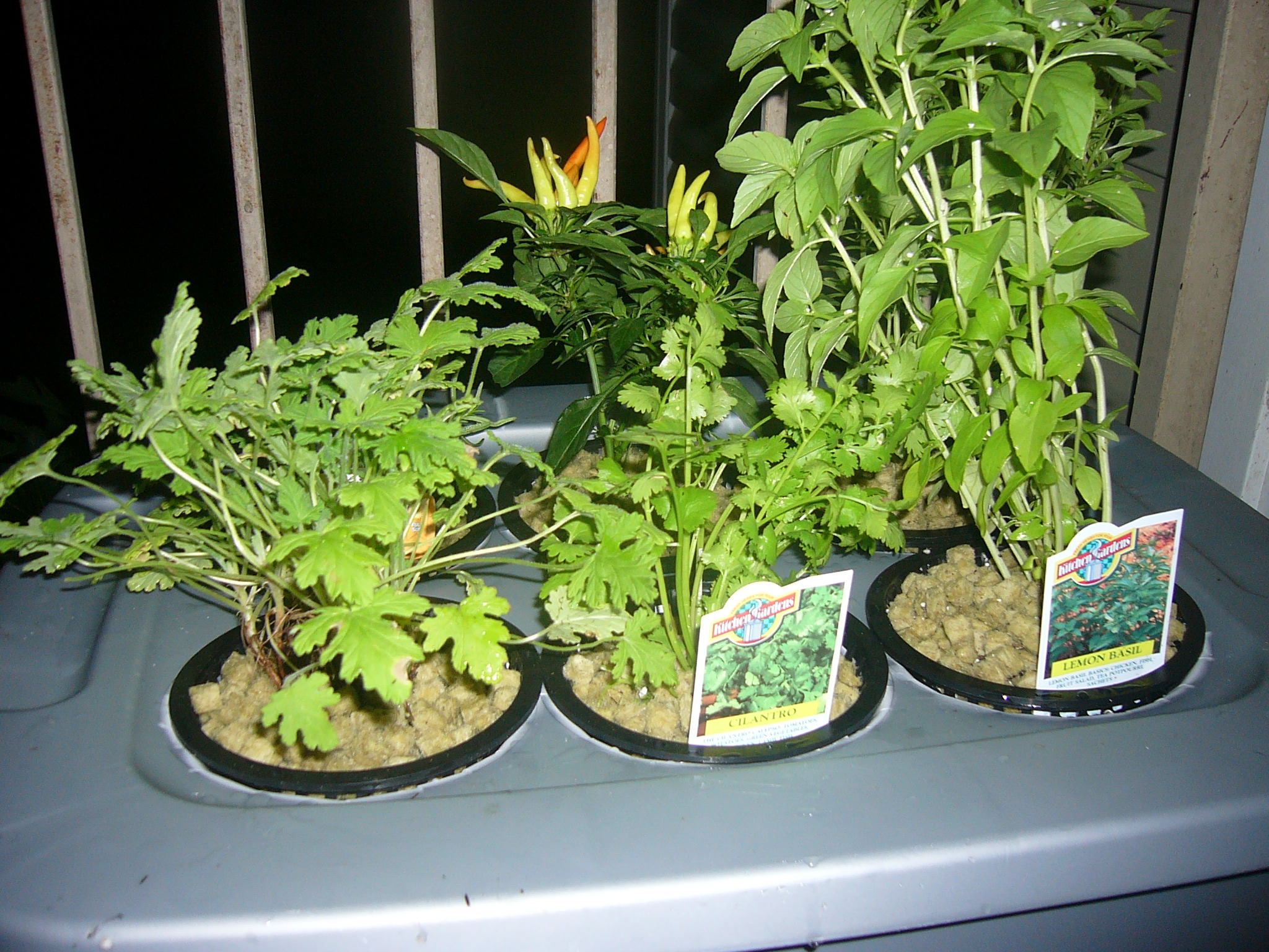 Hydroponics - at Home and for Beginners