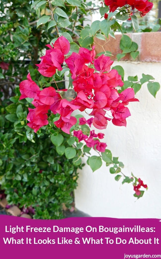 Deep-pink_red-bougainvillea-against-a-white-column.-The-variety-is-Barbara-Karst.The-post-is-title-Light-Freeze-Damage-On-Bougainvilleas-_new.jpg