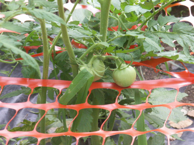 Garden Canopy for Tomatoes