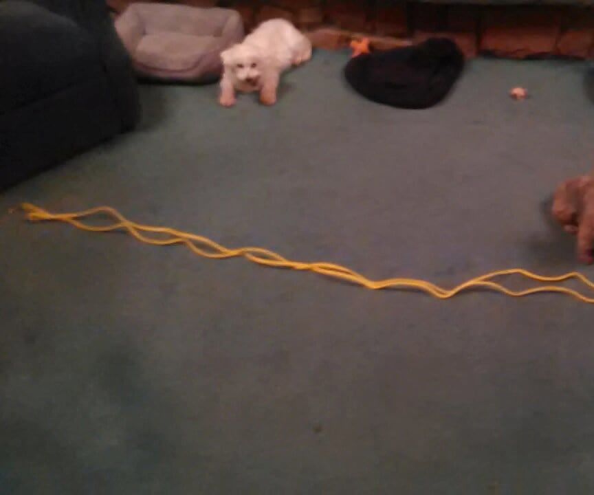 Make a Pet Leash of Any Length