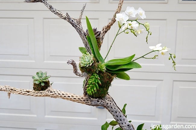 A-white-phalaenopsis-orchid-sits-in-a-cholla-wood-branch-along-with-small-succulents-Fall-table-decoration.jpg