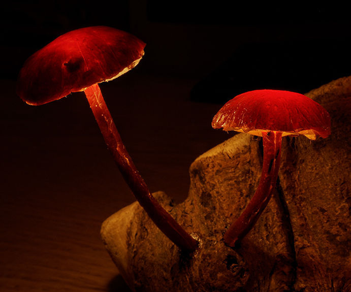 Enchanted Forest Mushroom Lights