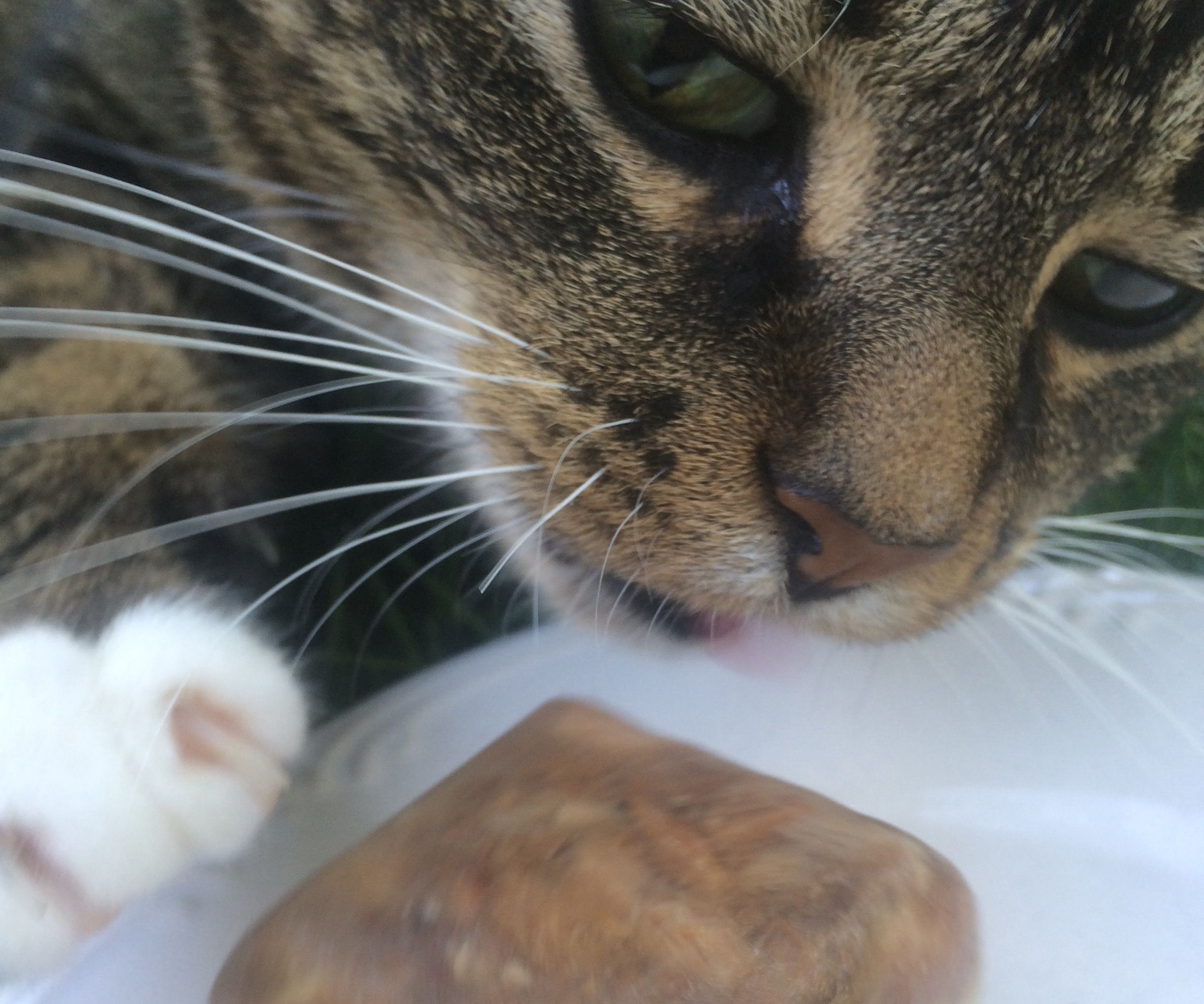 Tuna Cubes For Cats