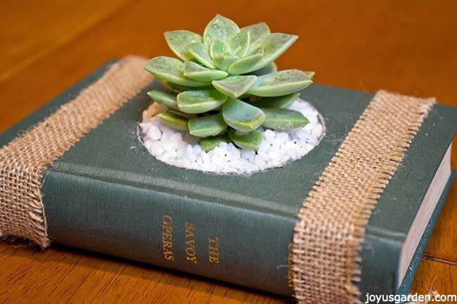 green-vintage-book-used-as-a-succulent-container.-the-name-of-the-book-is-The-Savoy-Operas-and-its-written-in-golden-letters-_new.jpg