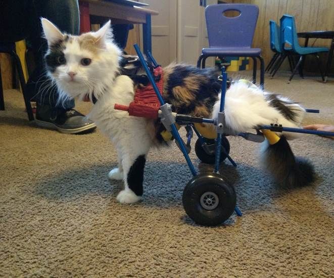 Cat Cart (Rear Leg Paralysis)