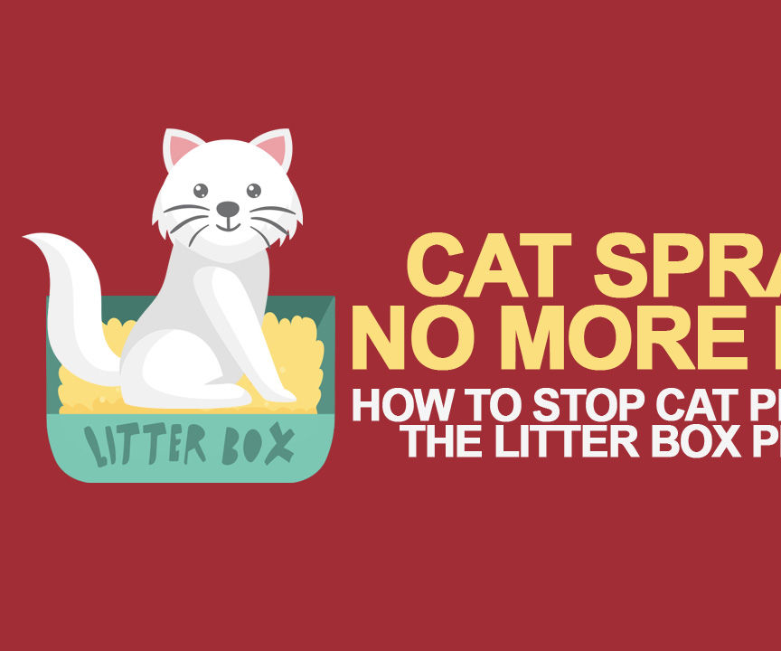 How to Stop a Cat From Spraying