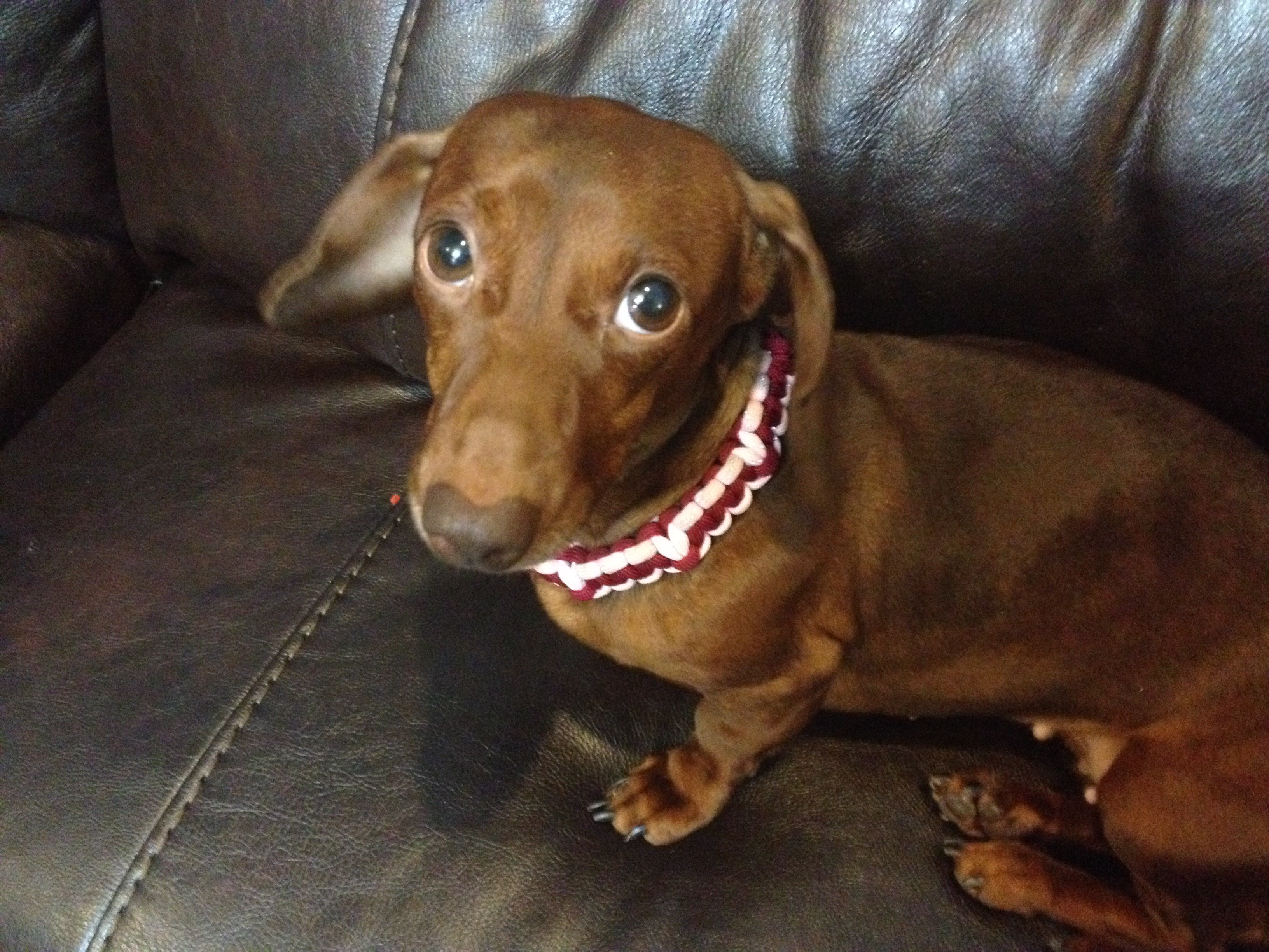 Glow In The Dark Dog Collar