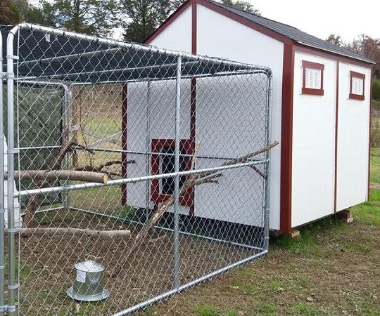 DIY Garden Shed Chicken Coop
