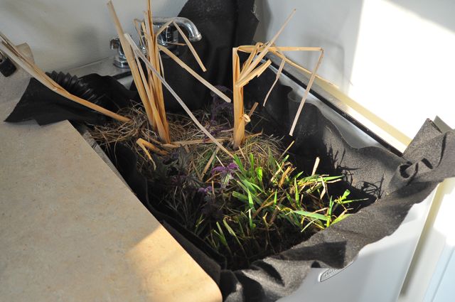 Filter Your Laundry Graywater With Marsh Plants!