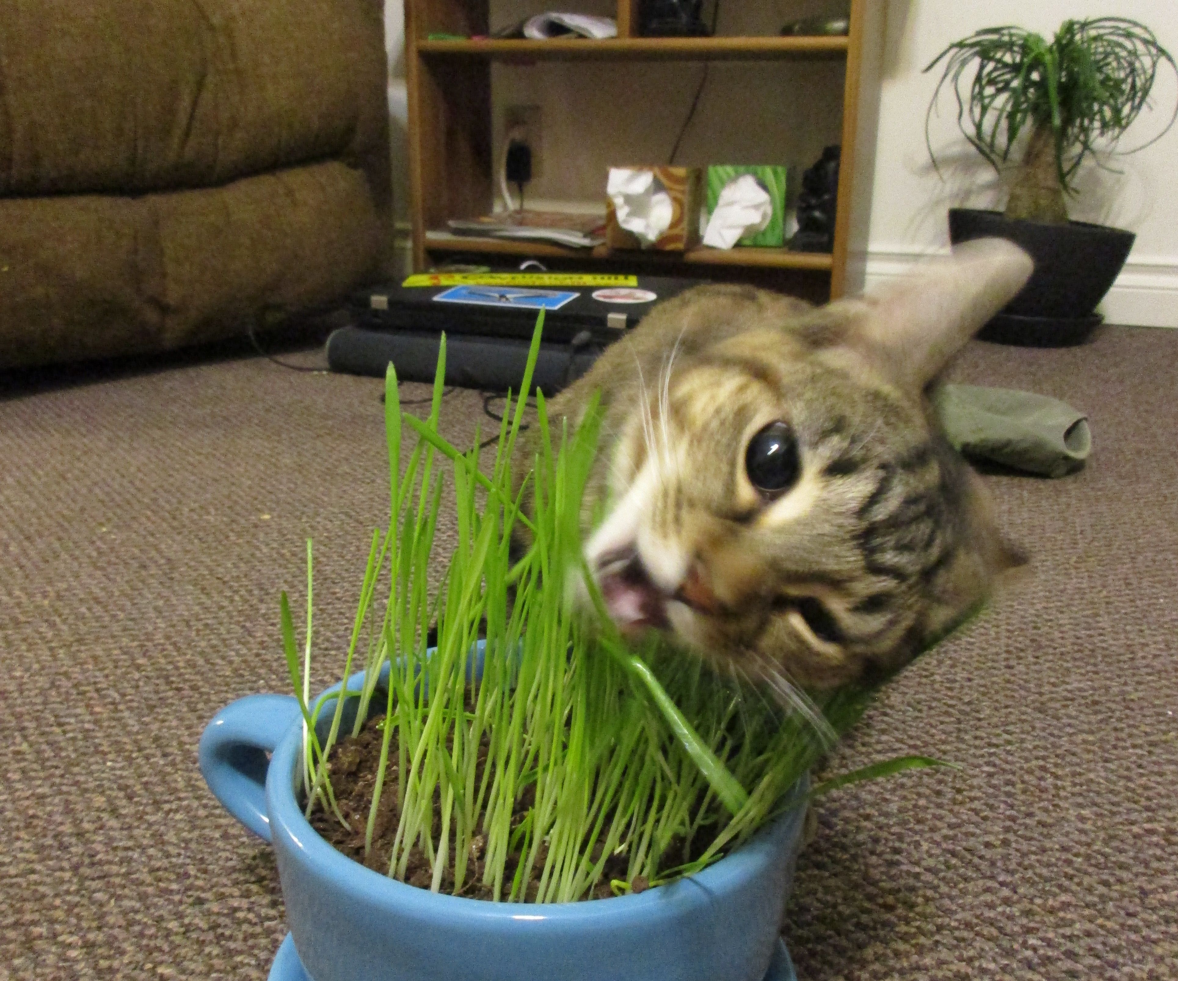Grow Your Own Cat Grass