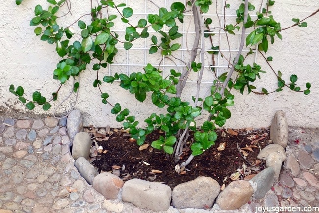 The-bottom-of-a-Star-Jasmine-vine-growing-against-a-white-wall-Rocks-surround-the-base-of-the-plant.jpg