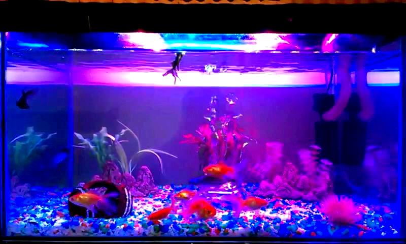 Aquarium LED Lighting || High Intensity || Enhance Fish Colour