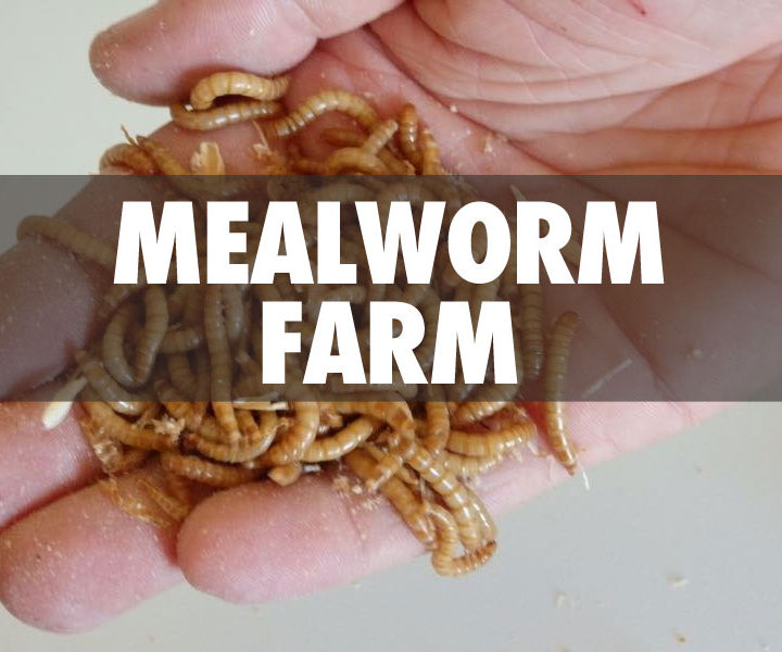 Mealworm Farm