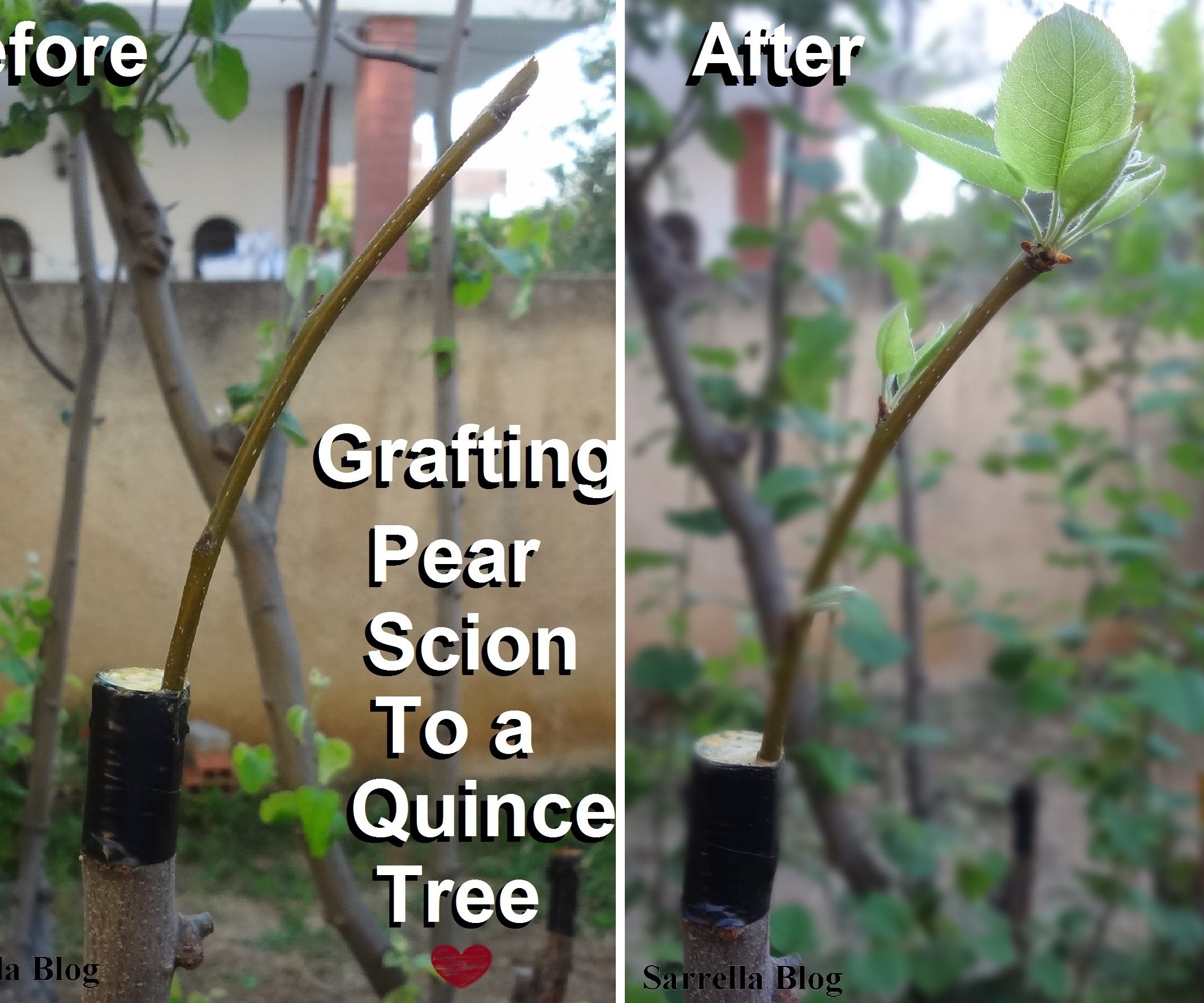 Grafting a Pear Scion to a Quince Tree
