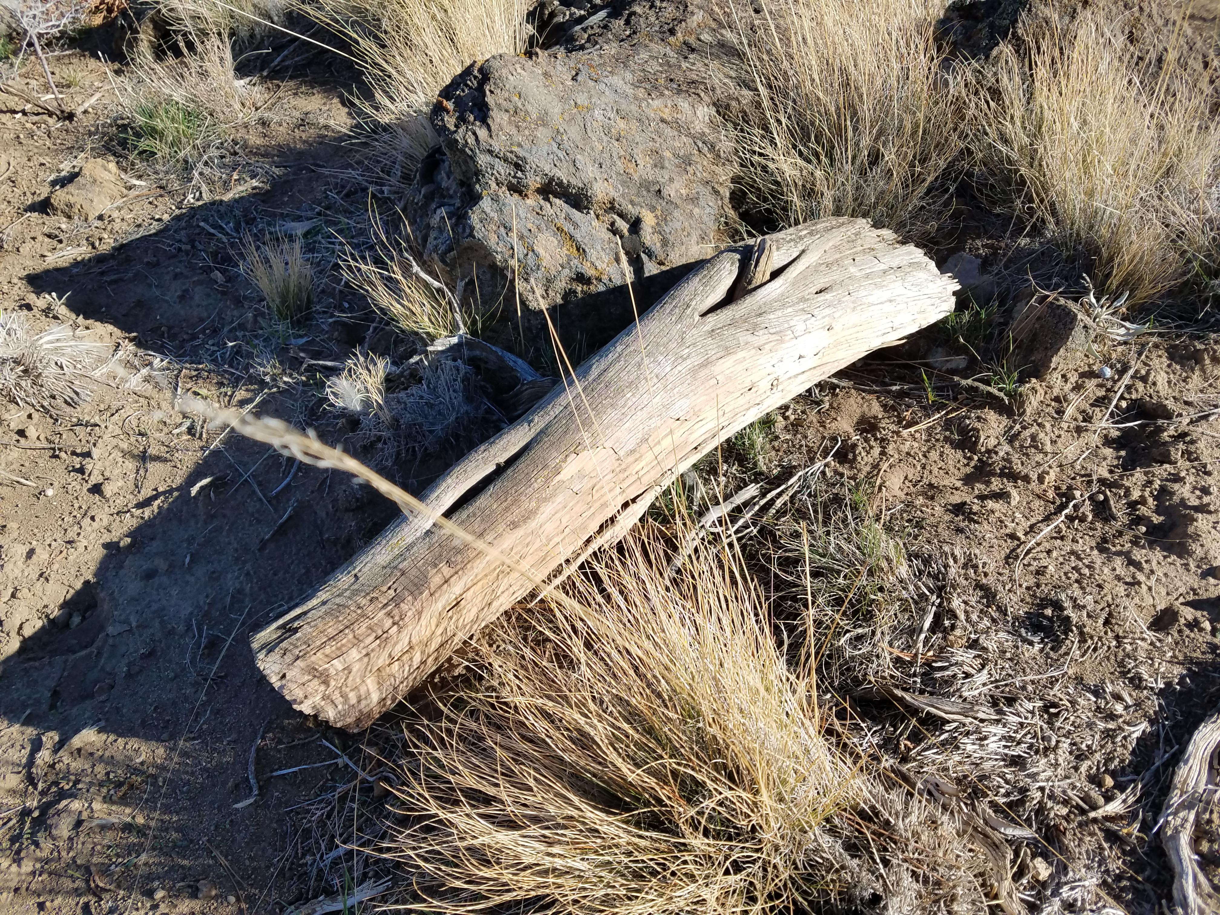 Hollow Log Hide It