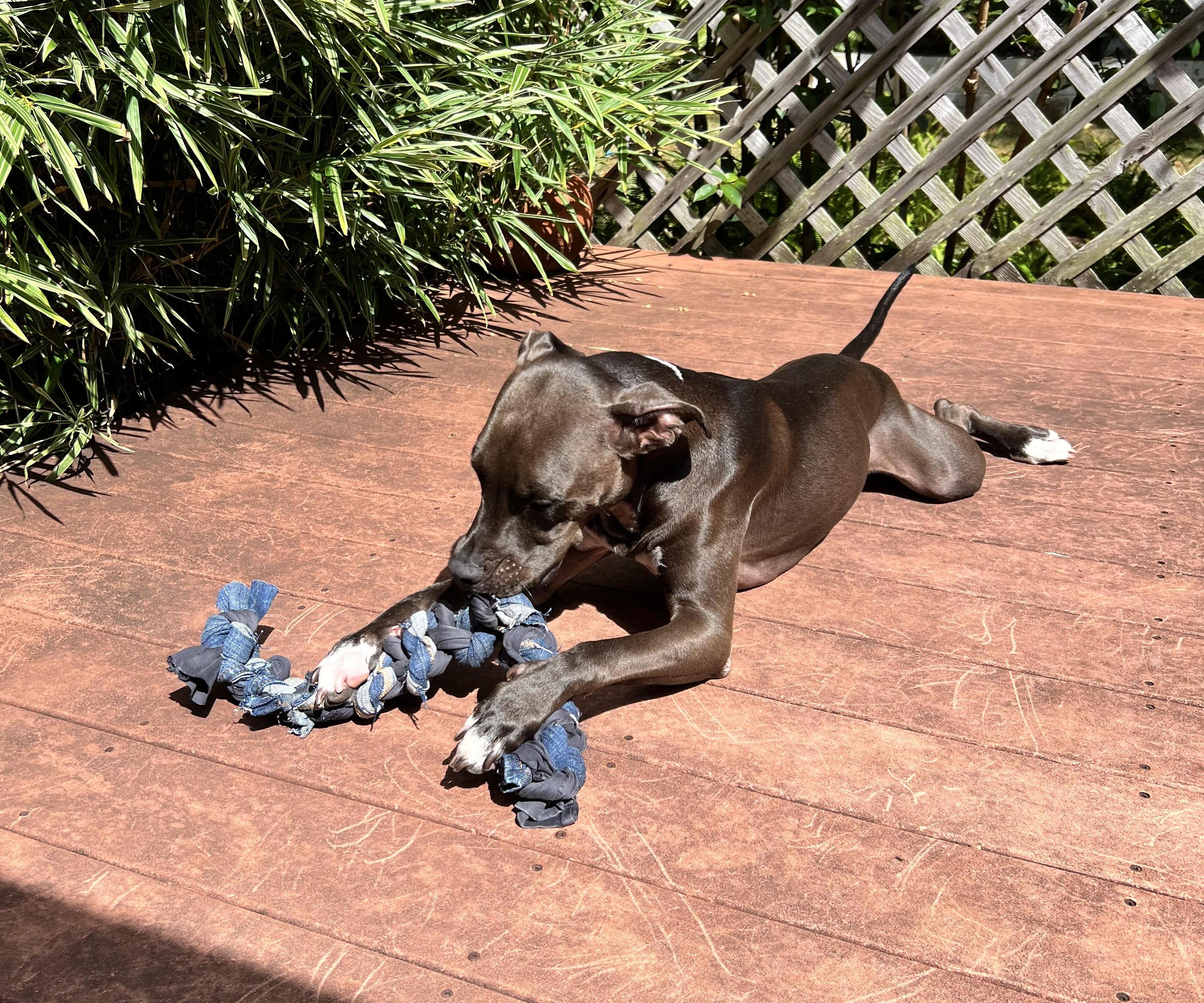 Dog Toy